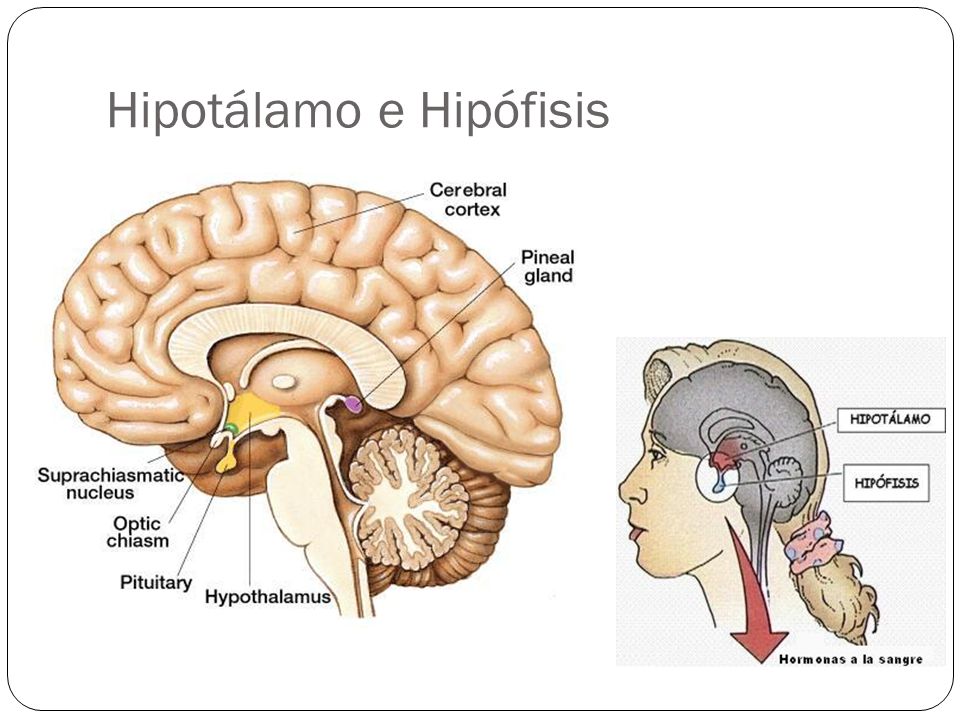 Y hipófisis función del hipotálamo la